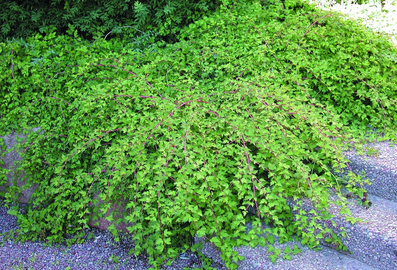 Стефанандра