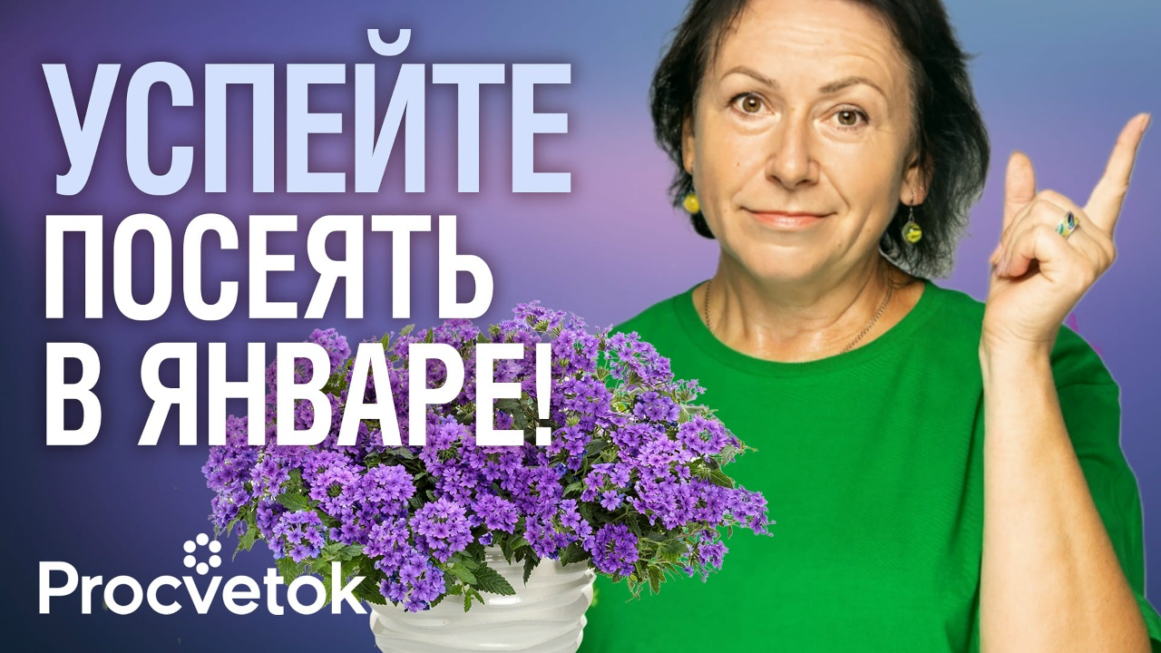 Бедренец ароматный Бедренец ароматный