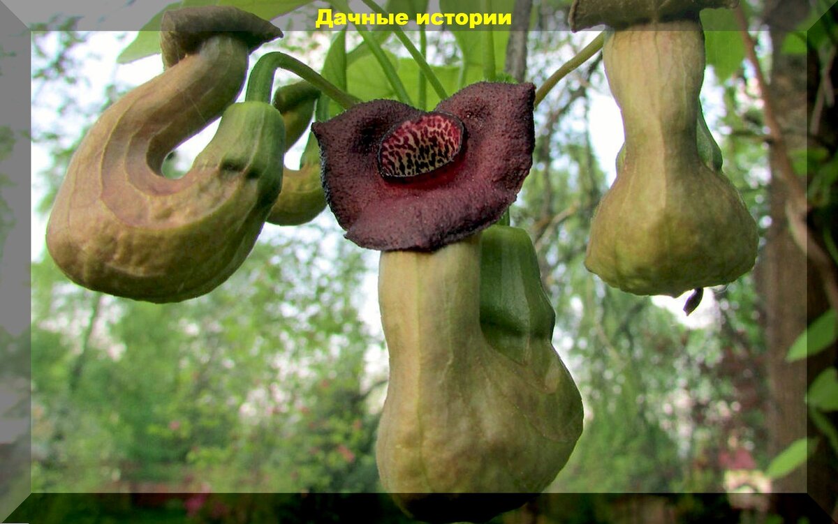 Кирказон изящный