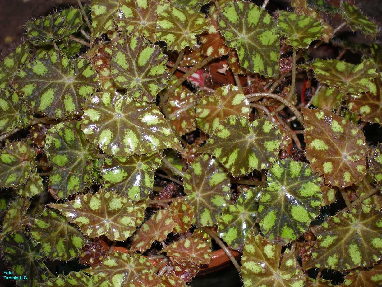 Бегония пятнистая