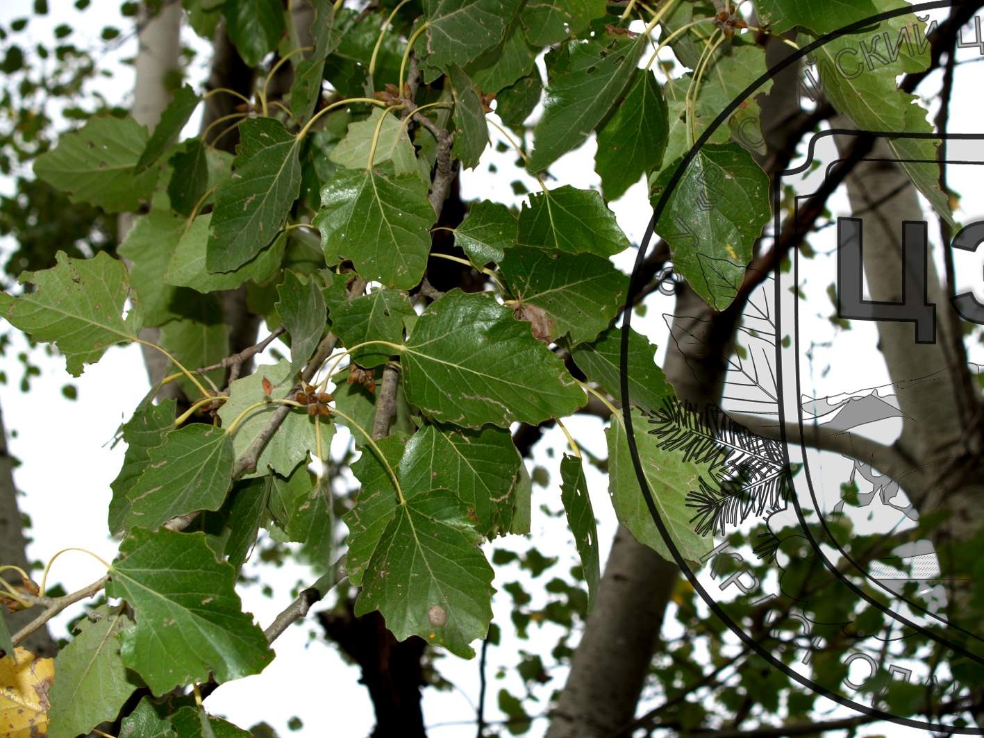 Тополь сереющий Тополь сереющий