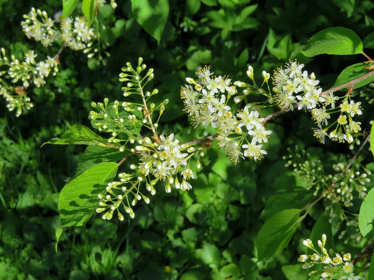 Черемуха Маака