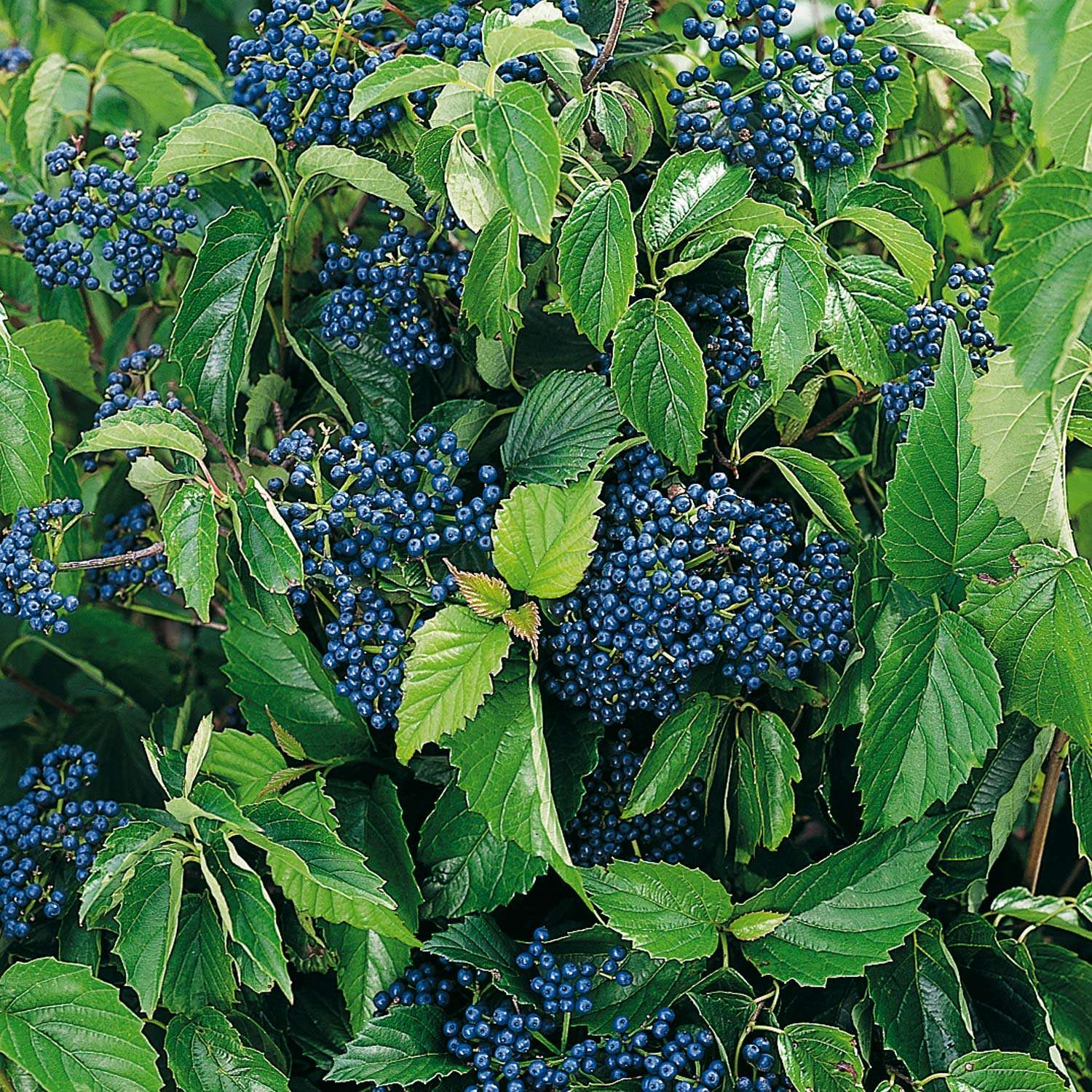 Калина зубчатая Калина зубчатая