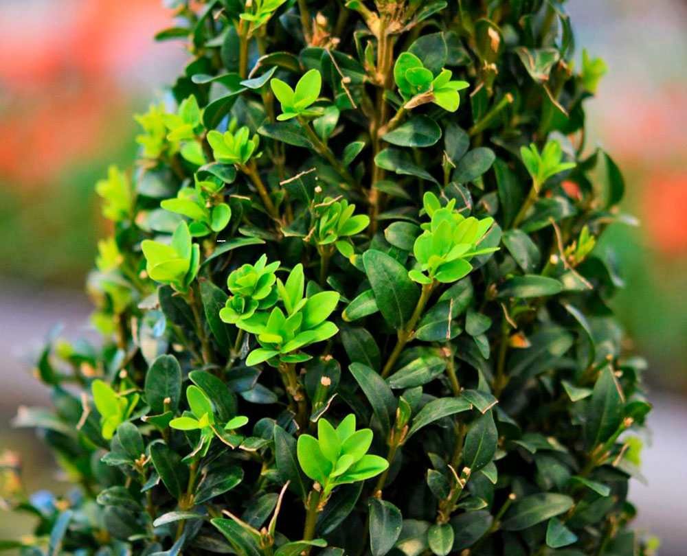 Самшит вечнозеленый