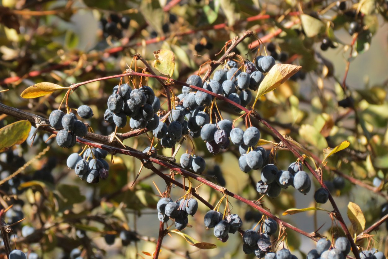 Барбарис разноцветоножковый Барбарис разноцветоножковый