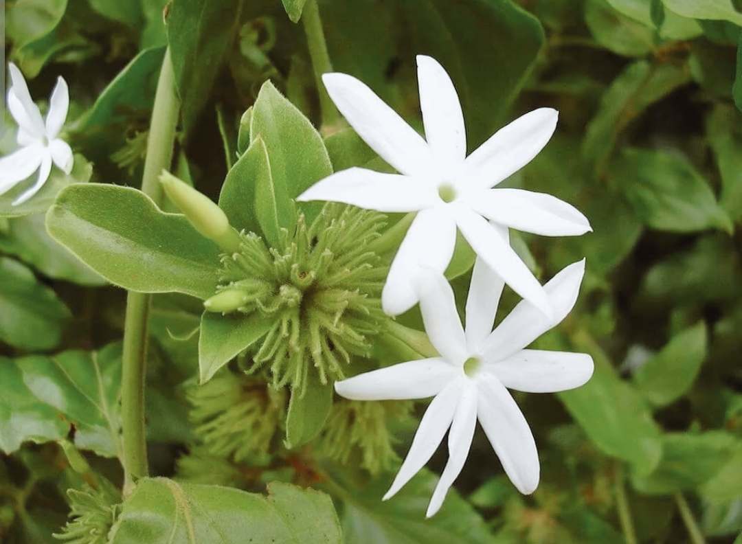 Жасмин самбак