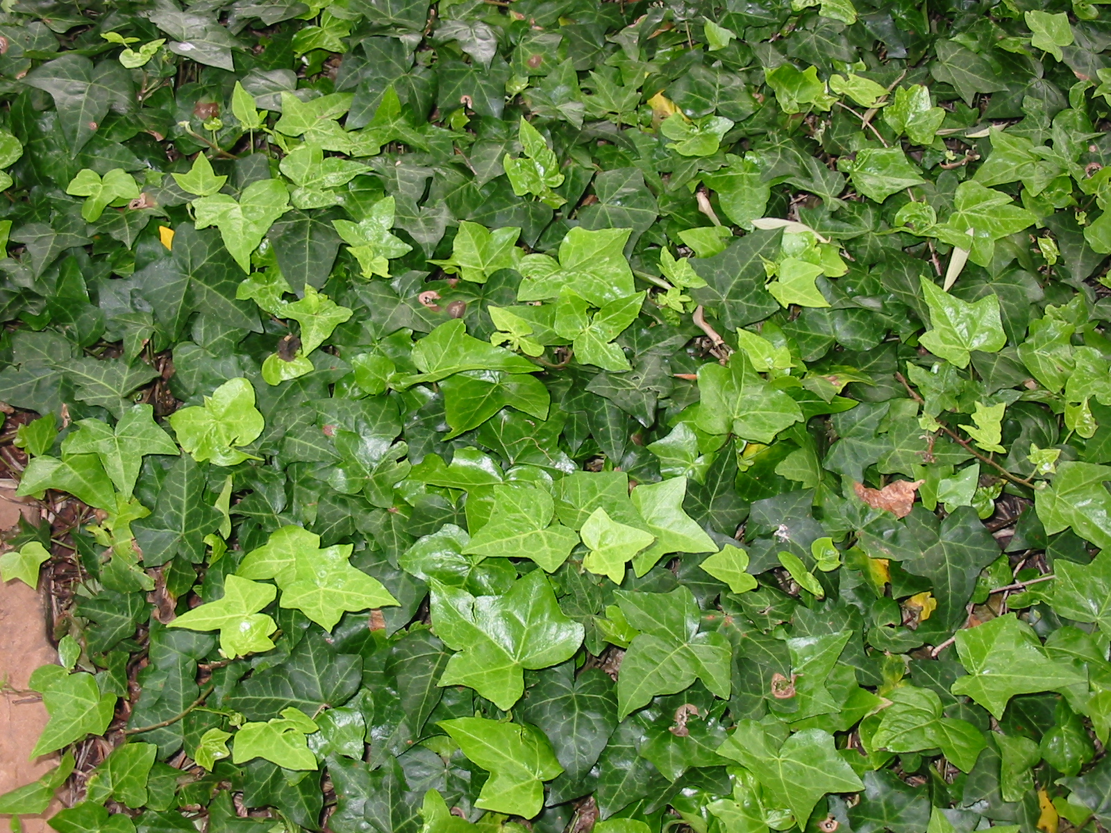 Плющ канарский