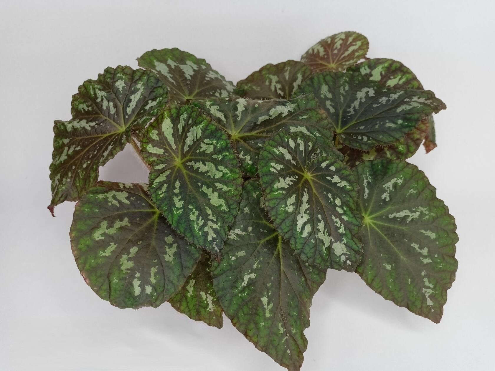 Бегония королевская