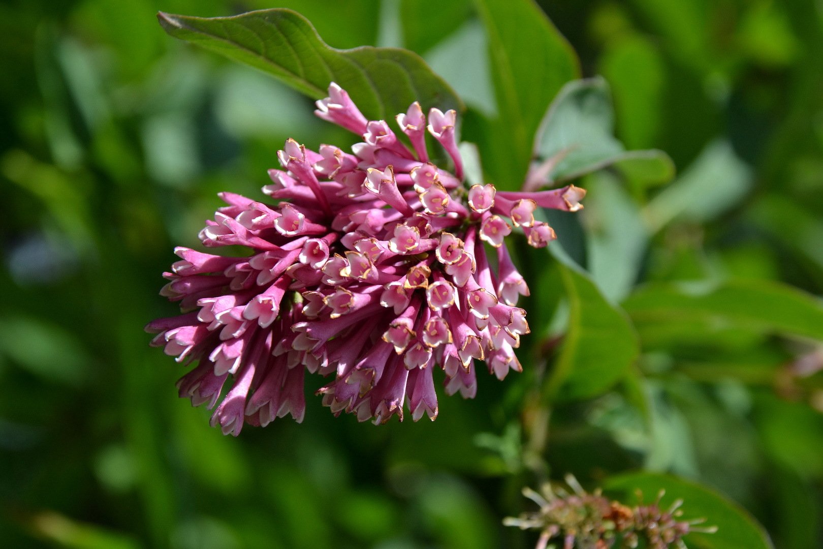 Сирень китайская