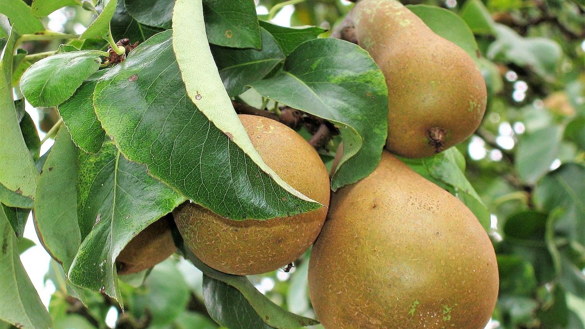 Груша обыкновенная