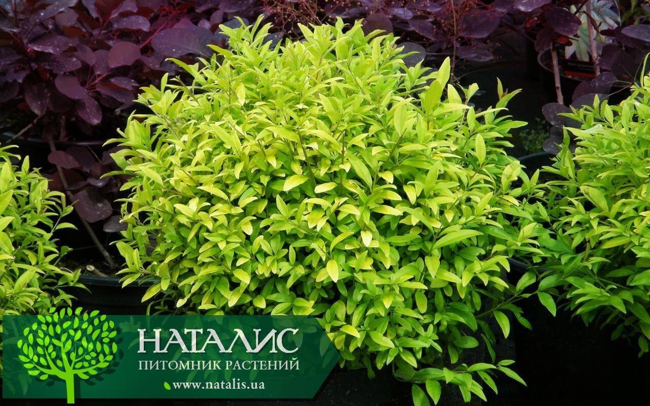 Бирючина пестрая Бирючина пестрая