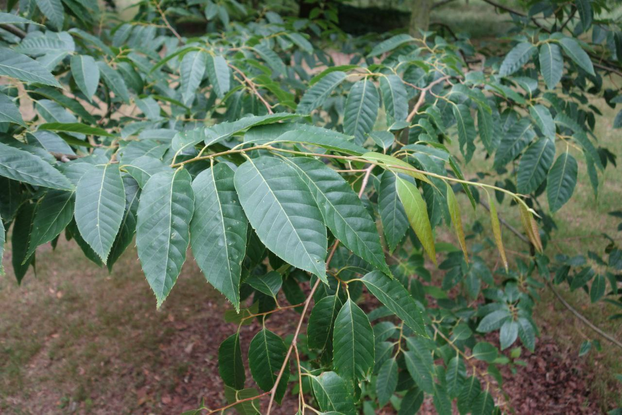 Каштан Генри