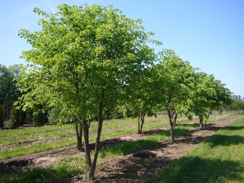 Липа сибирская