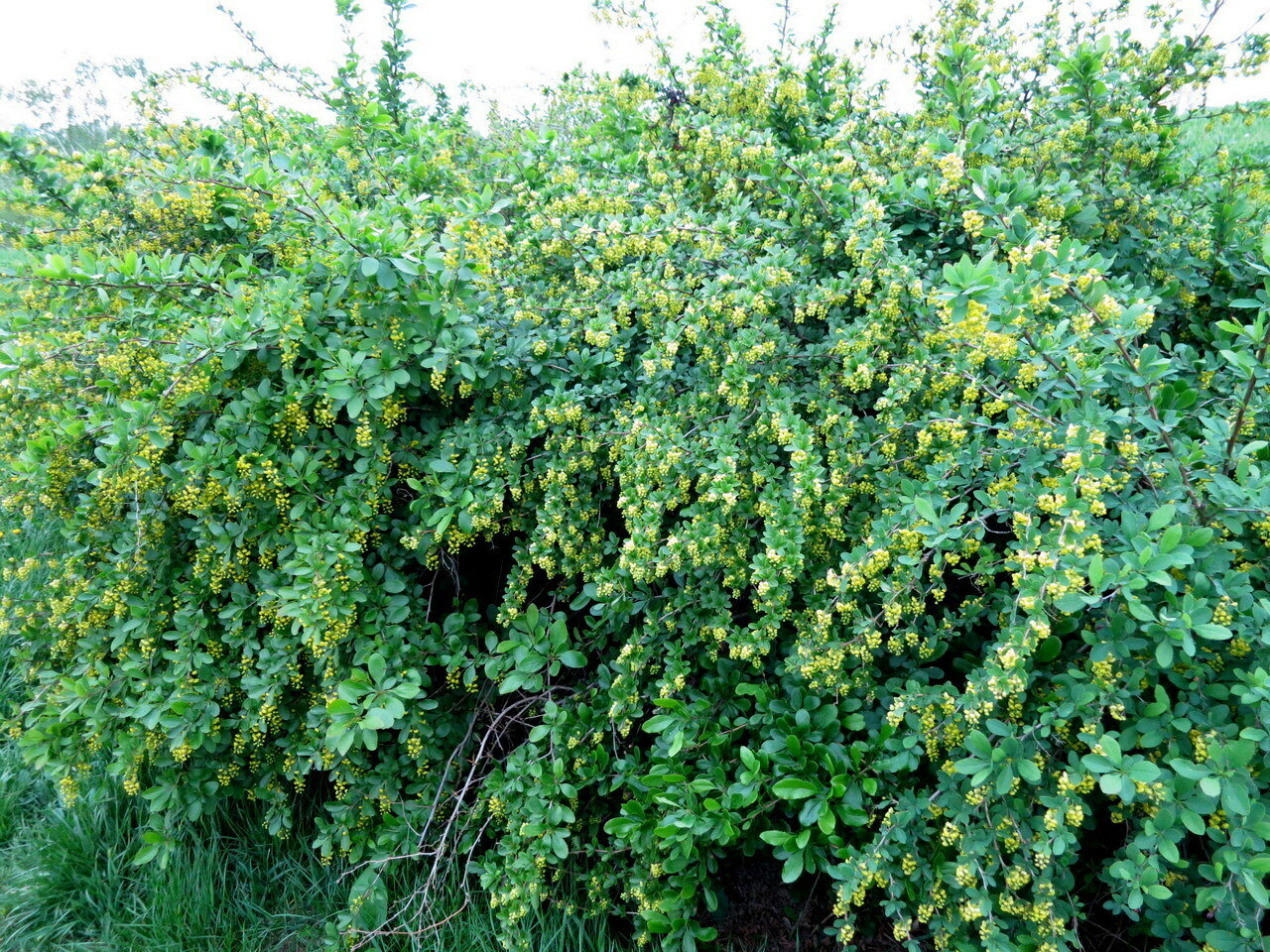 Барбарис критский