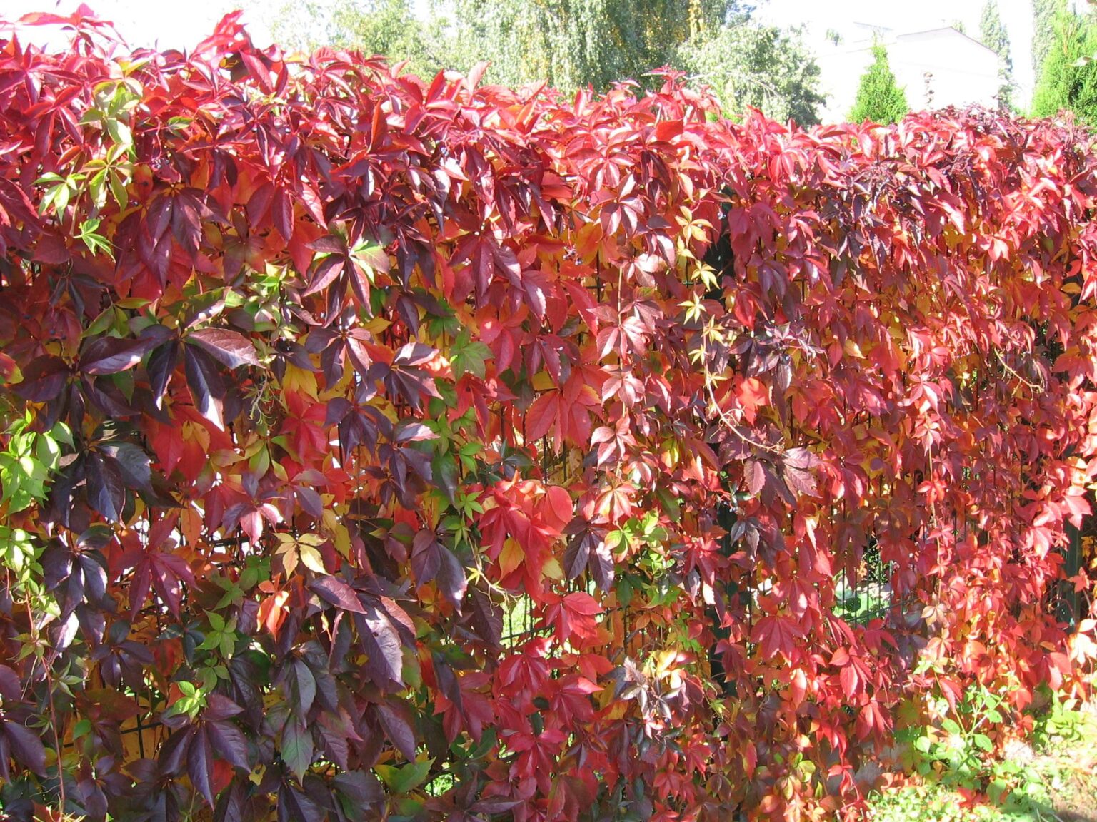 Девичий виноград Мурорум