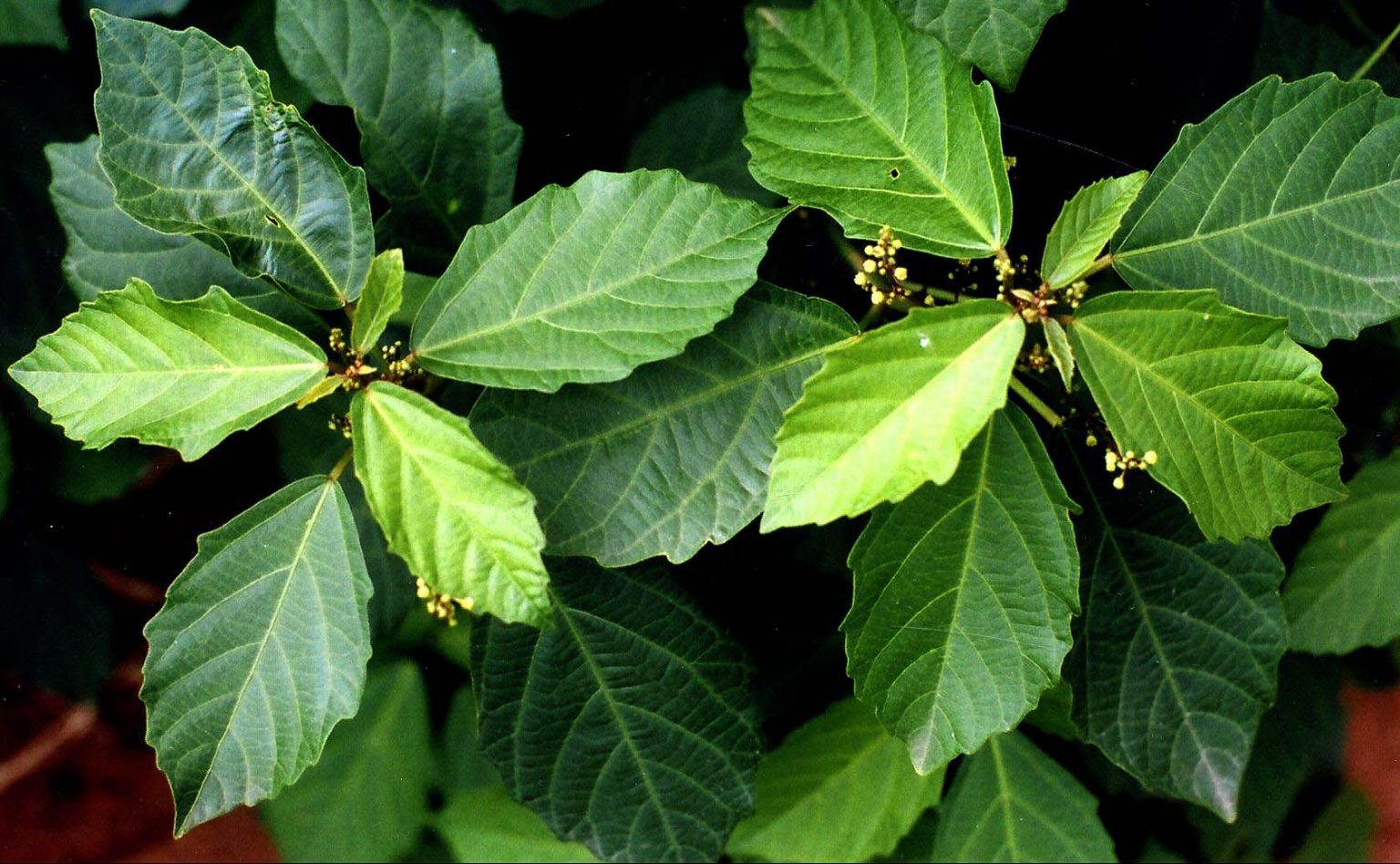 Балиоспермум Балиоспермум