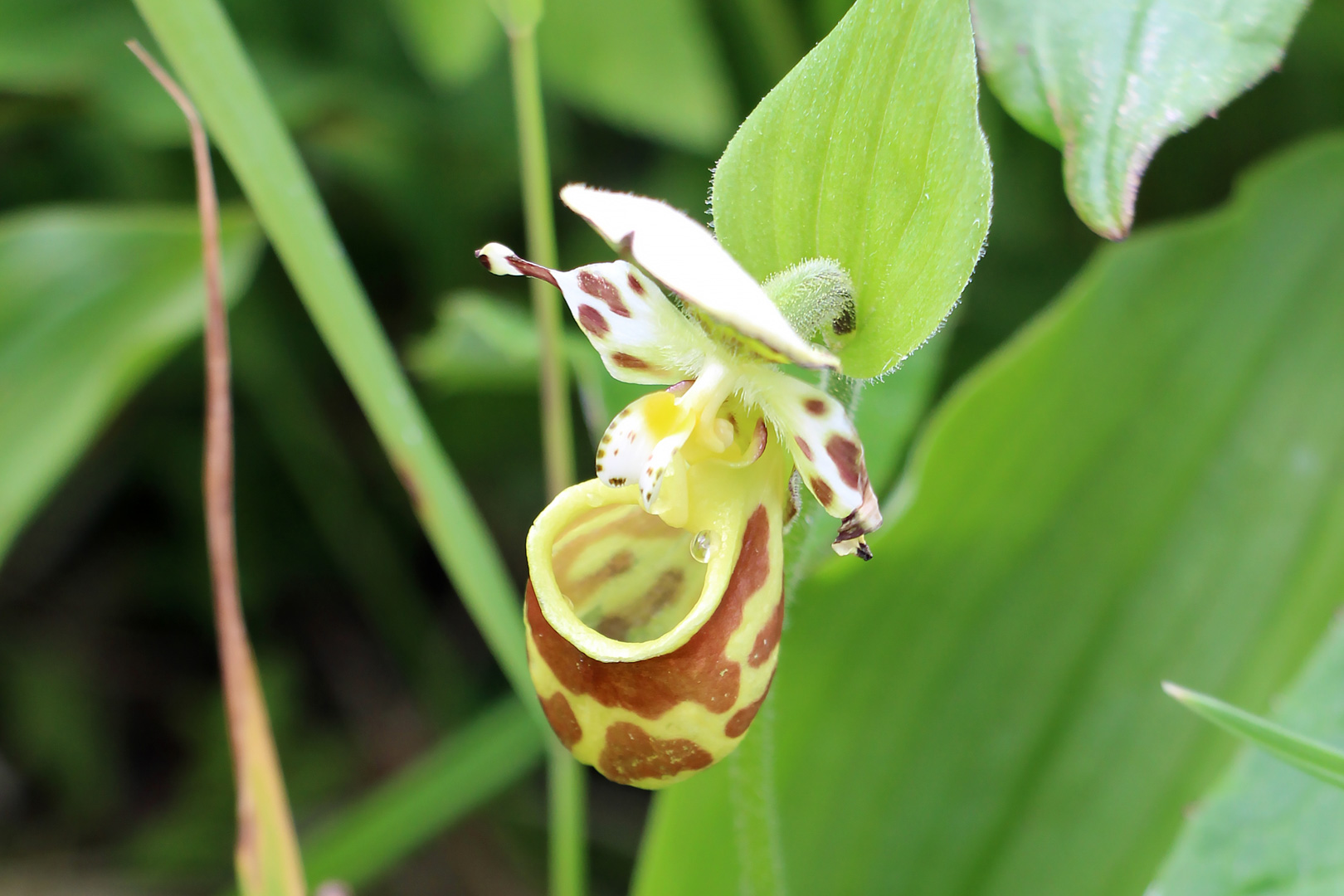 Башмачок Ятабе