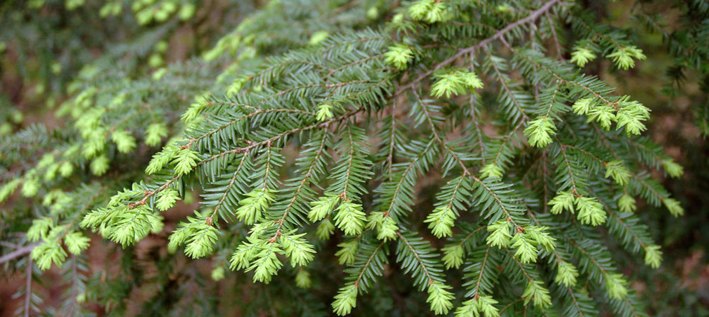 Тсуга Тсуга