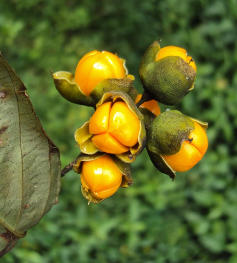 Древогубец метельчатый