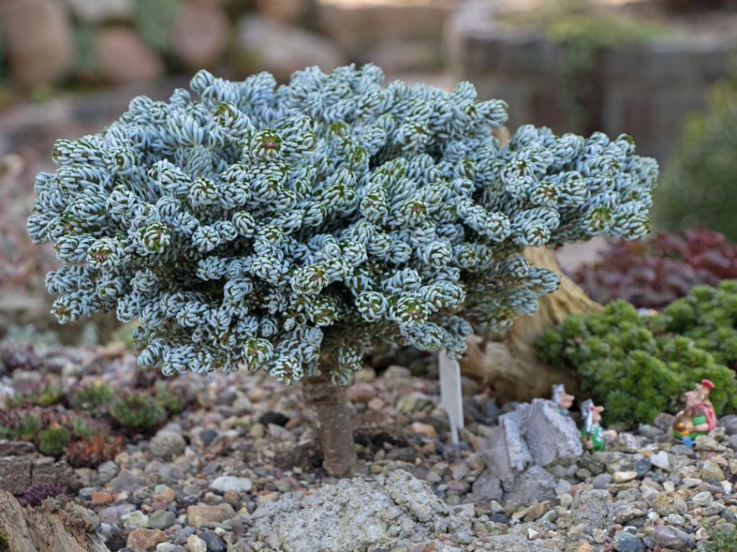 Пихта корейская