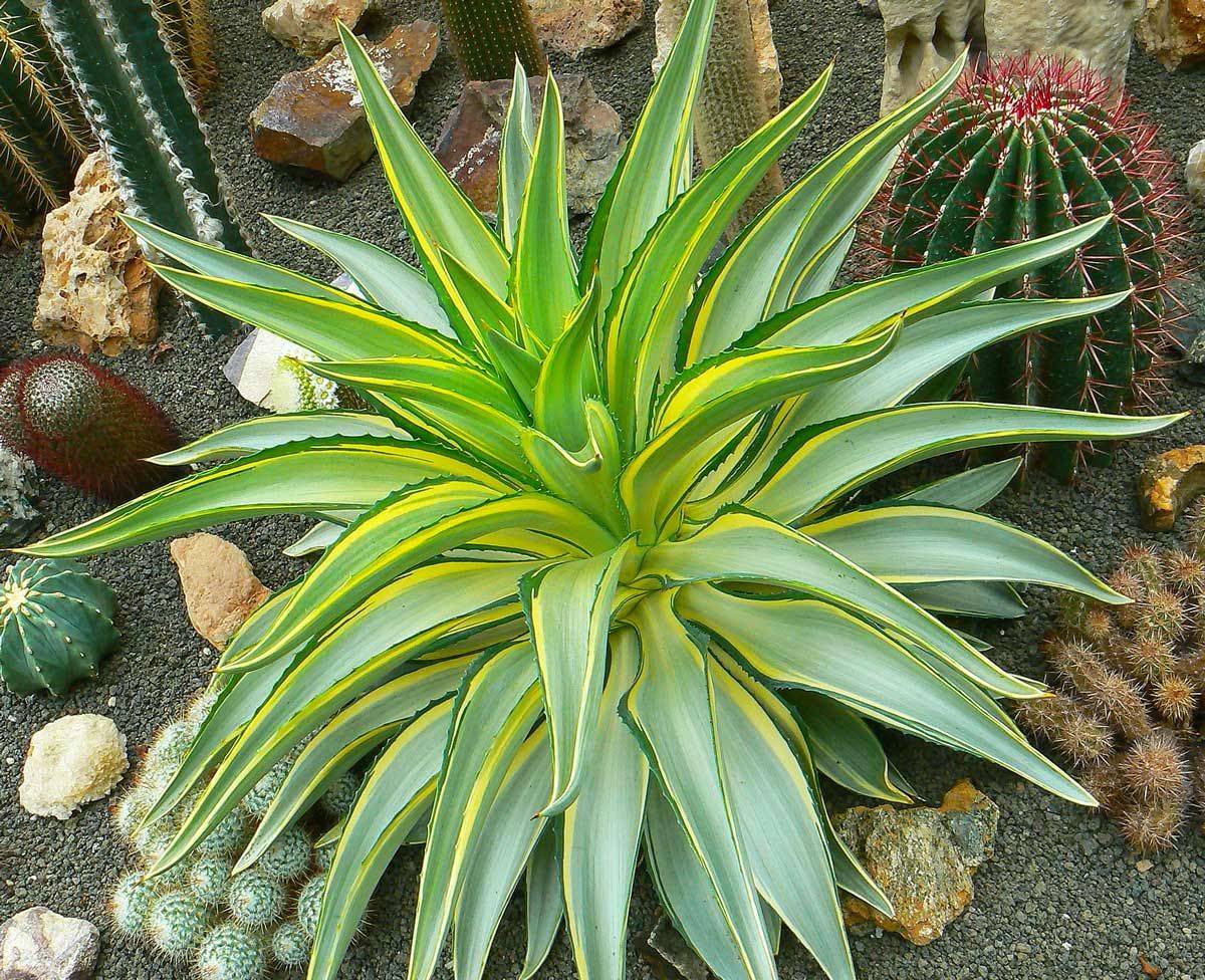 Агава Агава