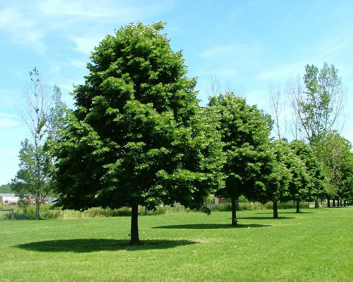 Липа кавказская Липа кавказская