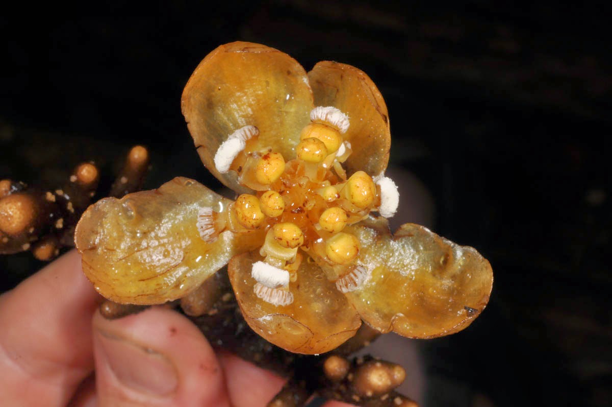 Баланофора