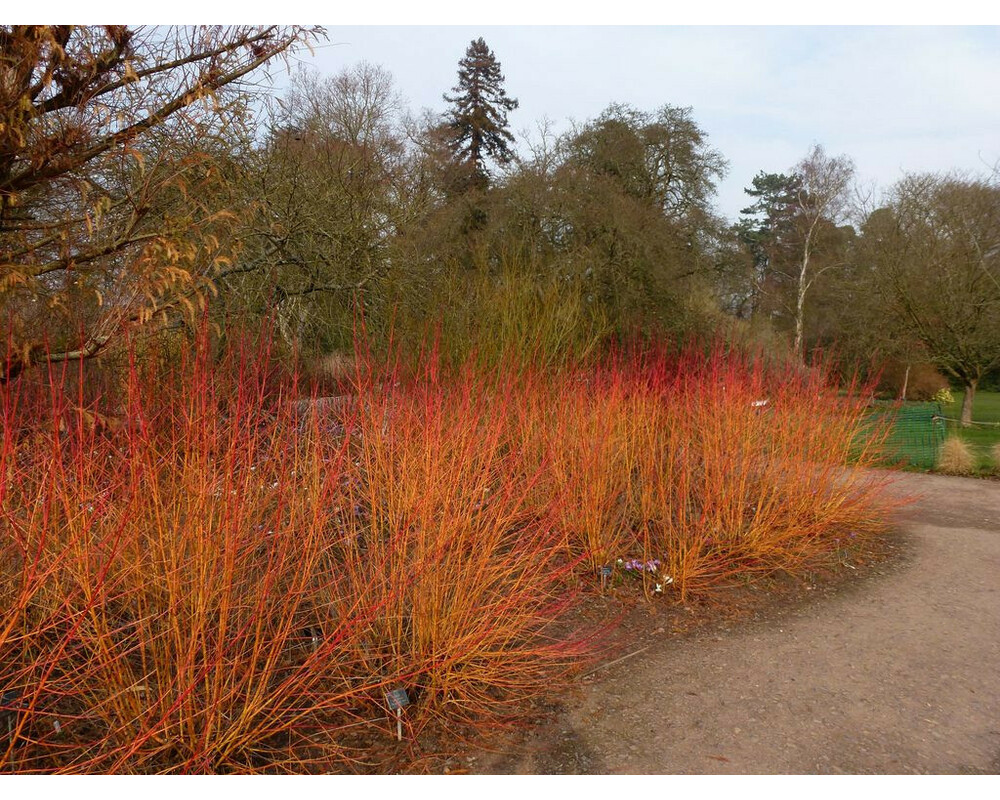 Дерен кроваво-красный Дерен кроваво-красный