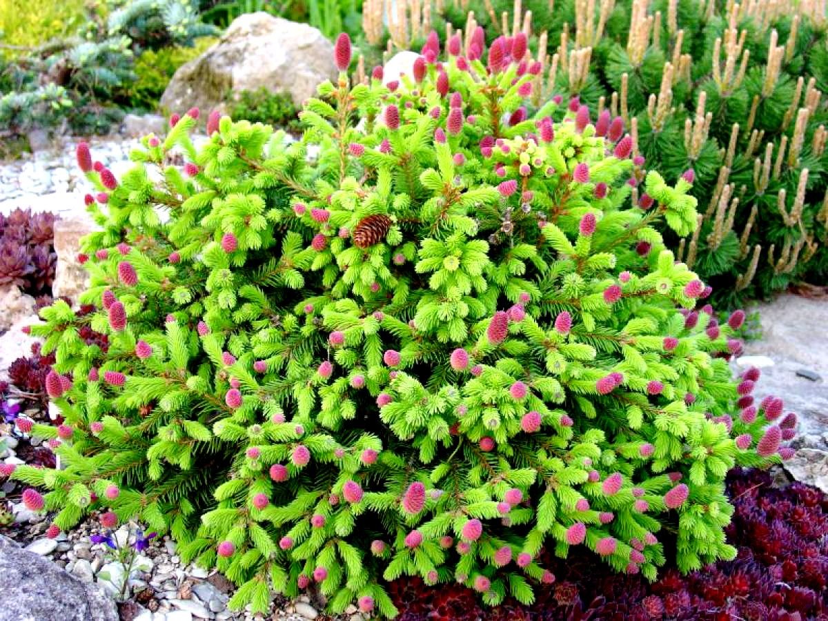 Ель обыкновенная