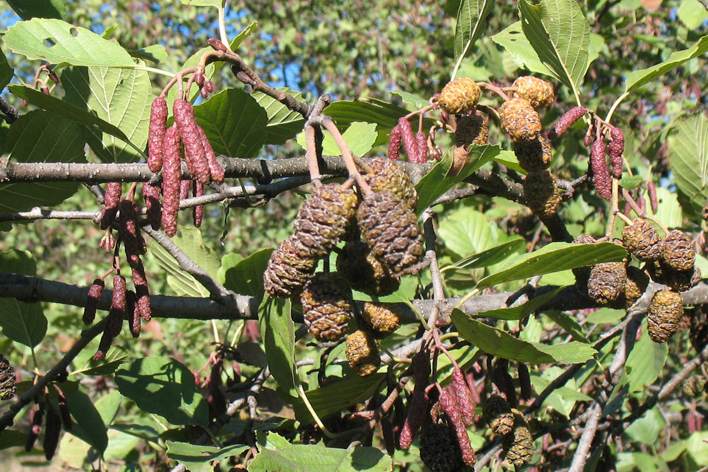 Ольха красная