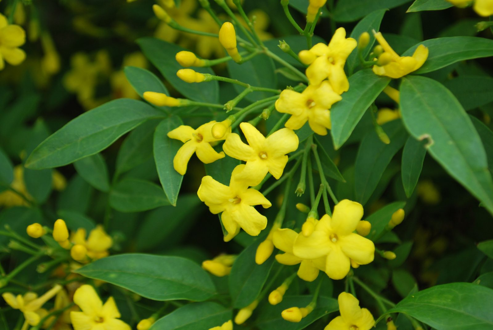 Жасмин итальянский