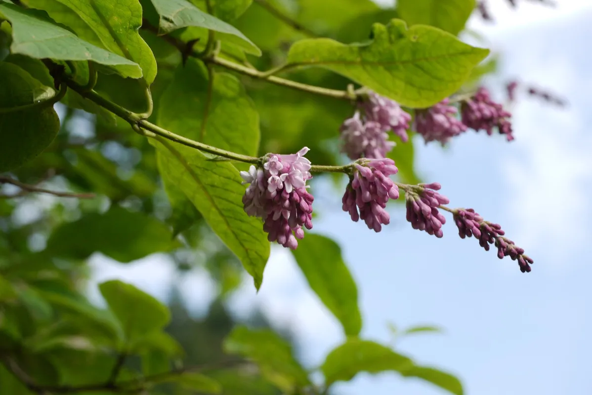 Сирень мохнатая Сирень мохнатая