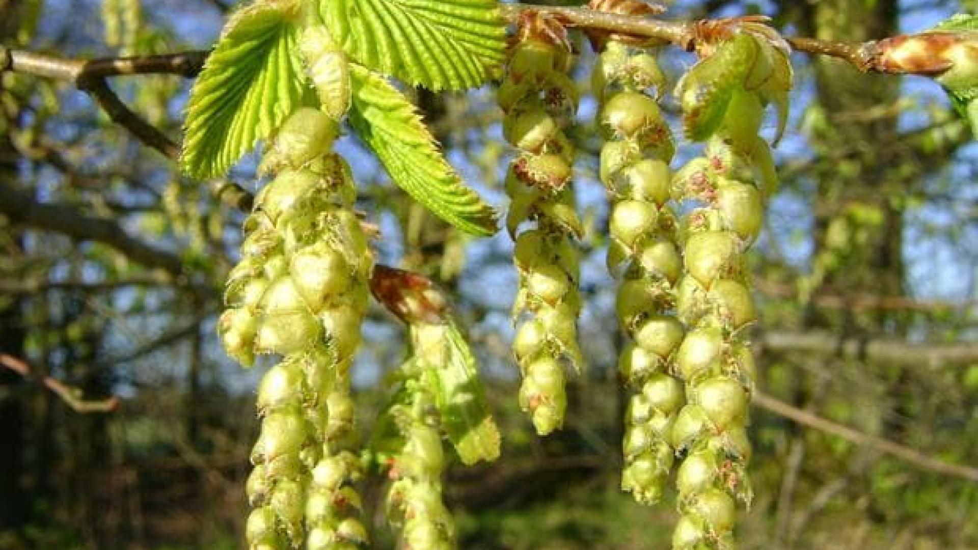 Граб сердцелистный Граб сердцелистный