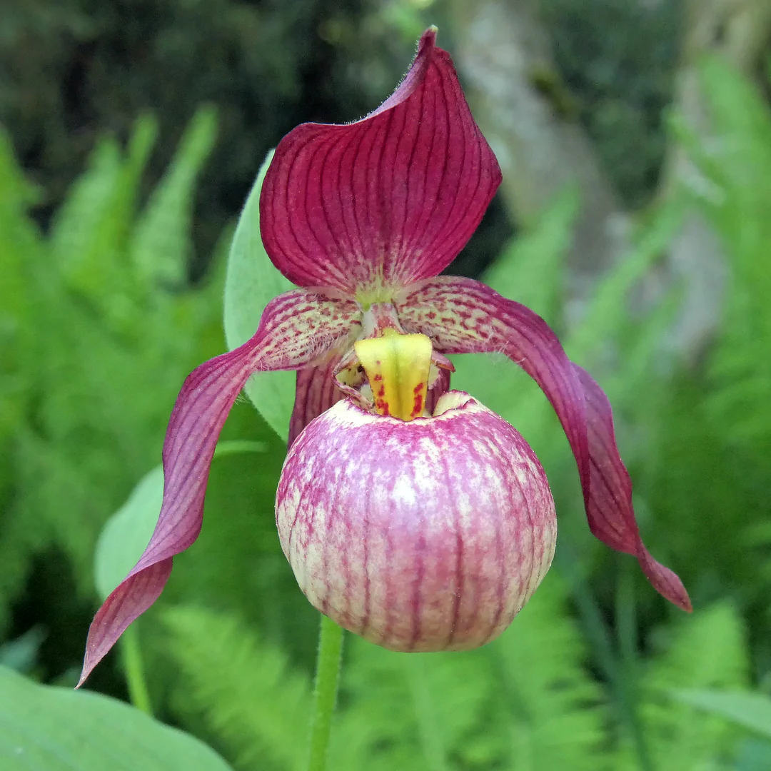 Башмачок японский