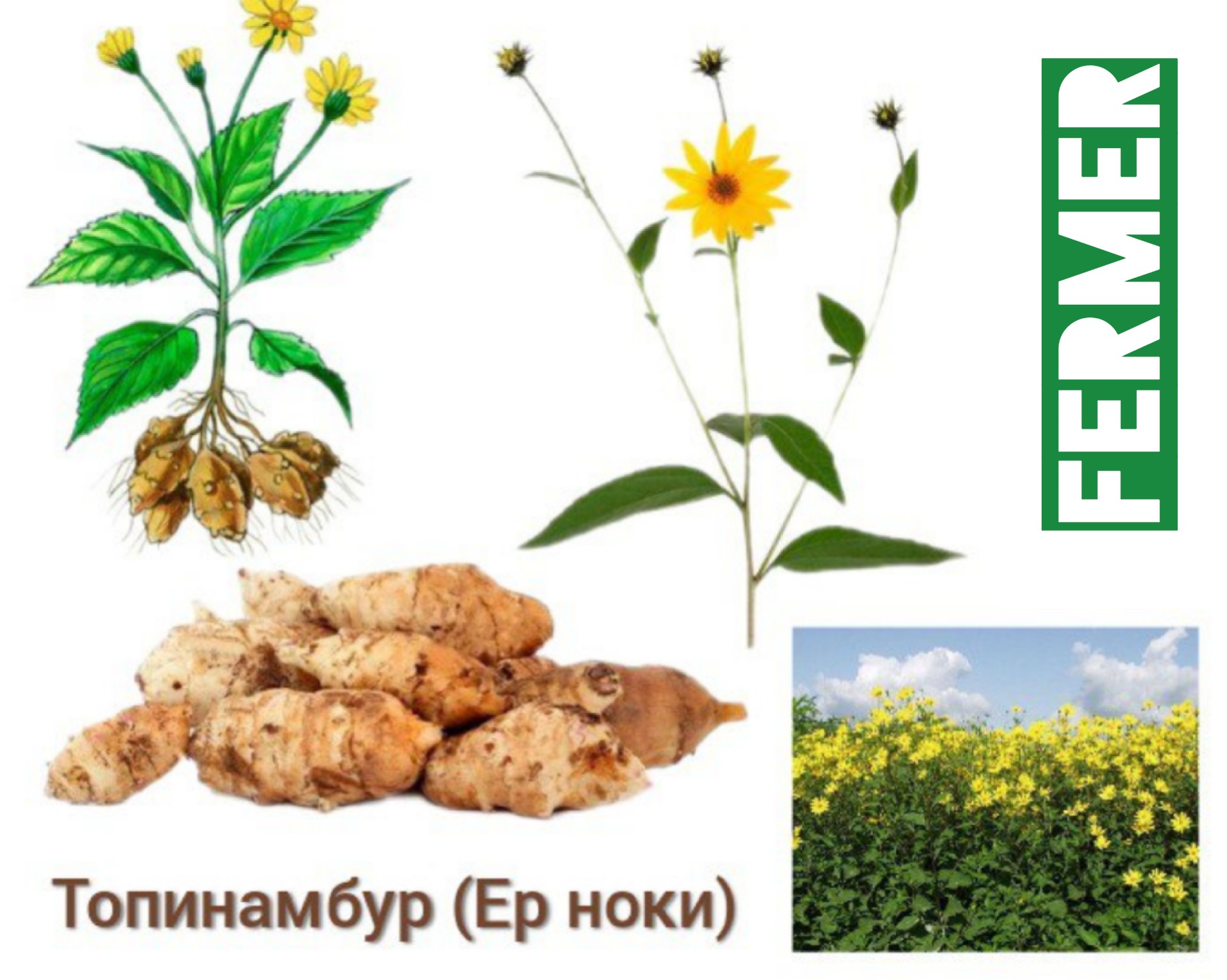 Топинамбур