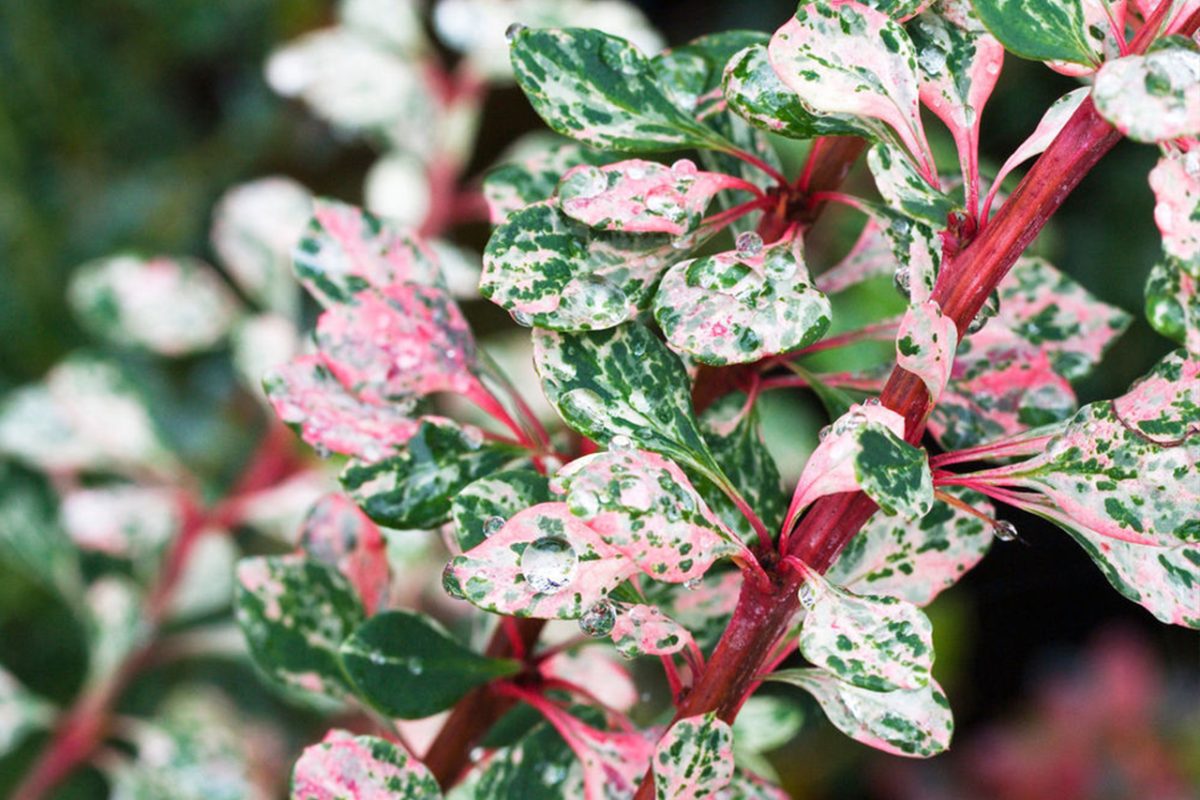 Барбарисовик Барбарисовик