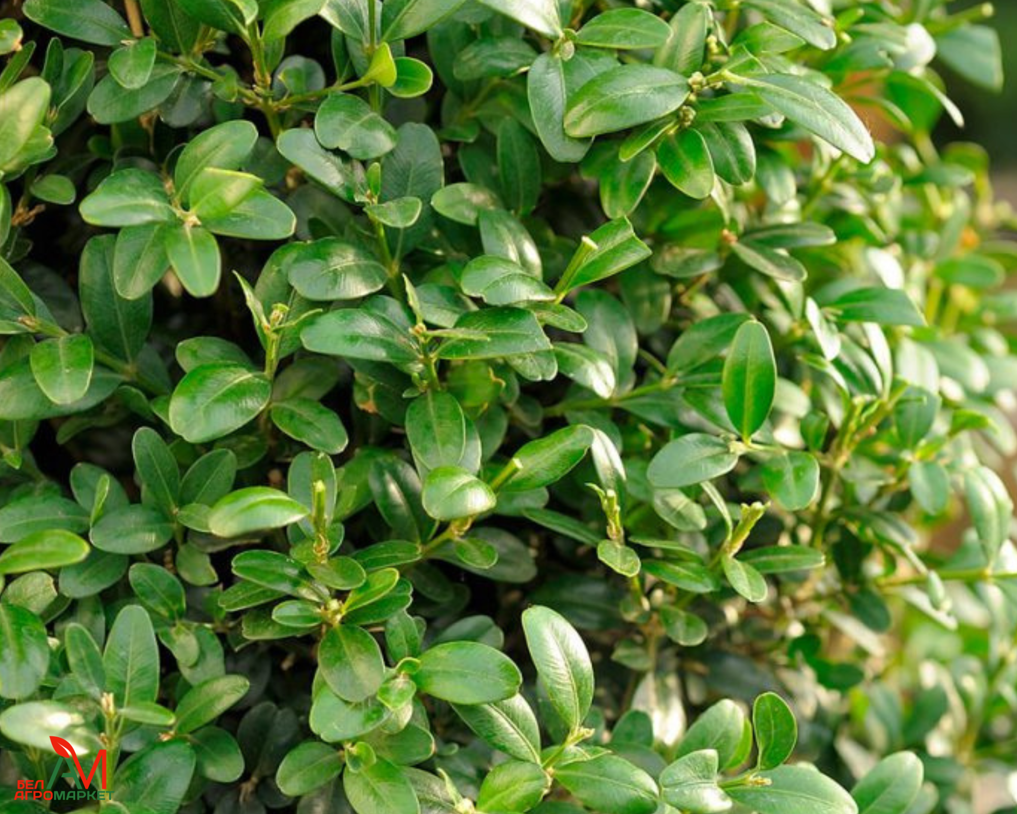 Самшит мелколистный