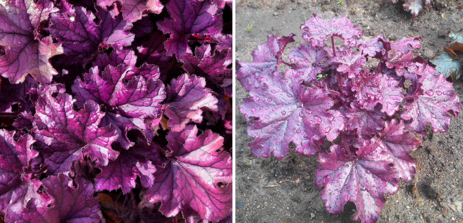 Гейхерелла