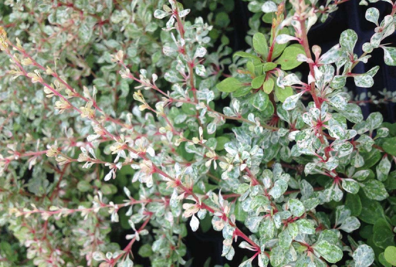 Барбарис цельнокрайный Барбарис цельнокрайный