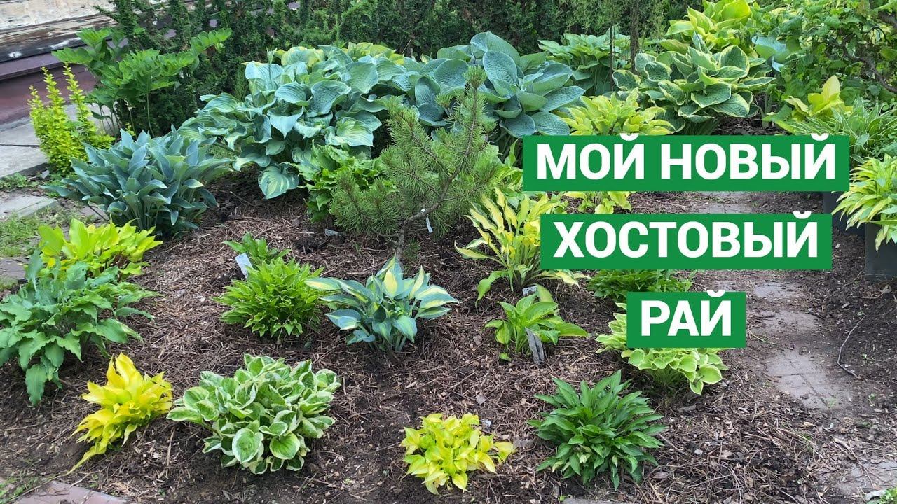 Флокс шиловидный