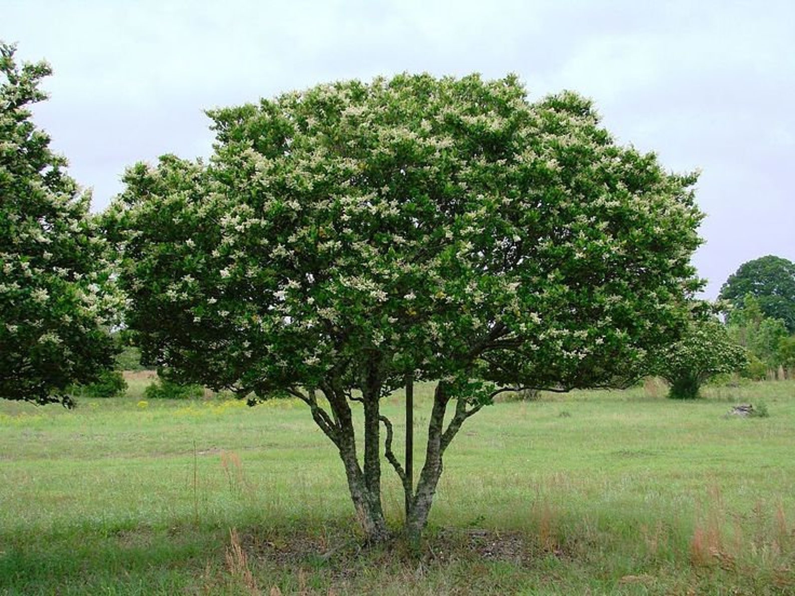 Бирючина японская Бирючина японская