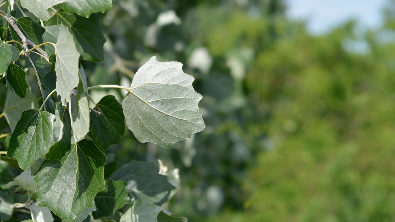 Тополь белый Тополь белый