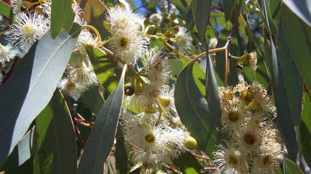 Эвкалипт