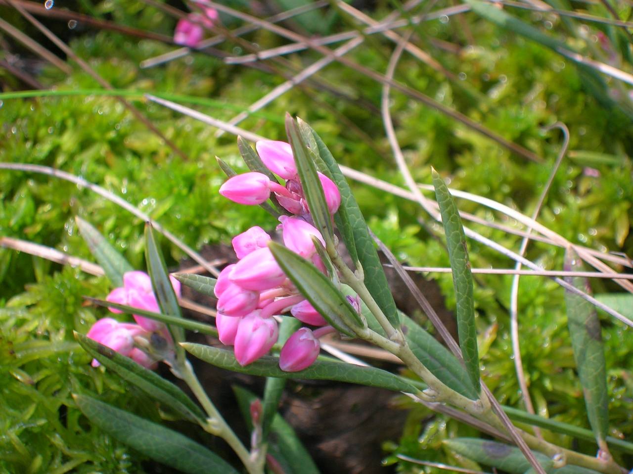 Багульник подбел