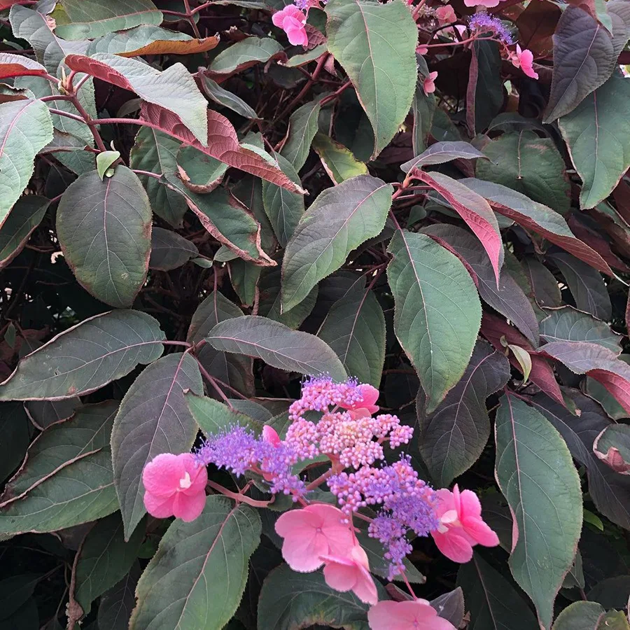 Гортензия шероховатая