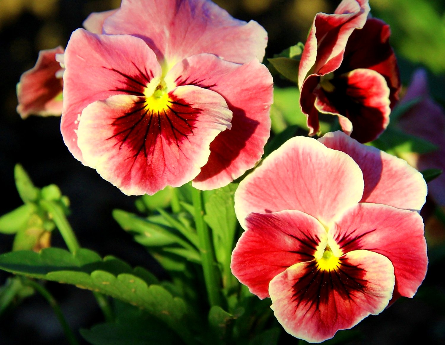 Анютины глазки Анютины глазки