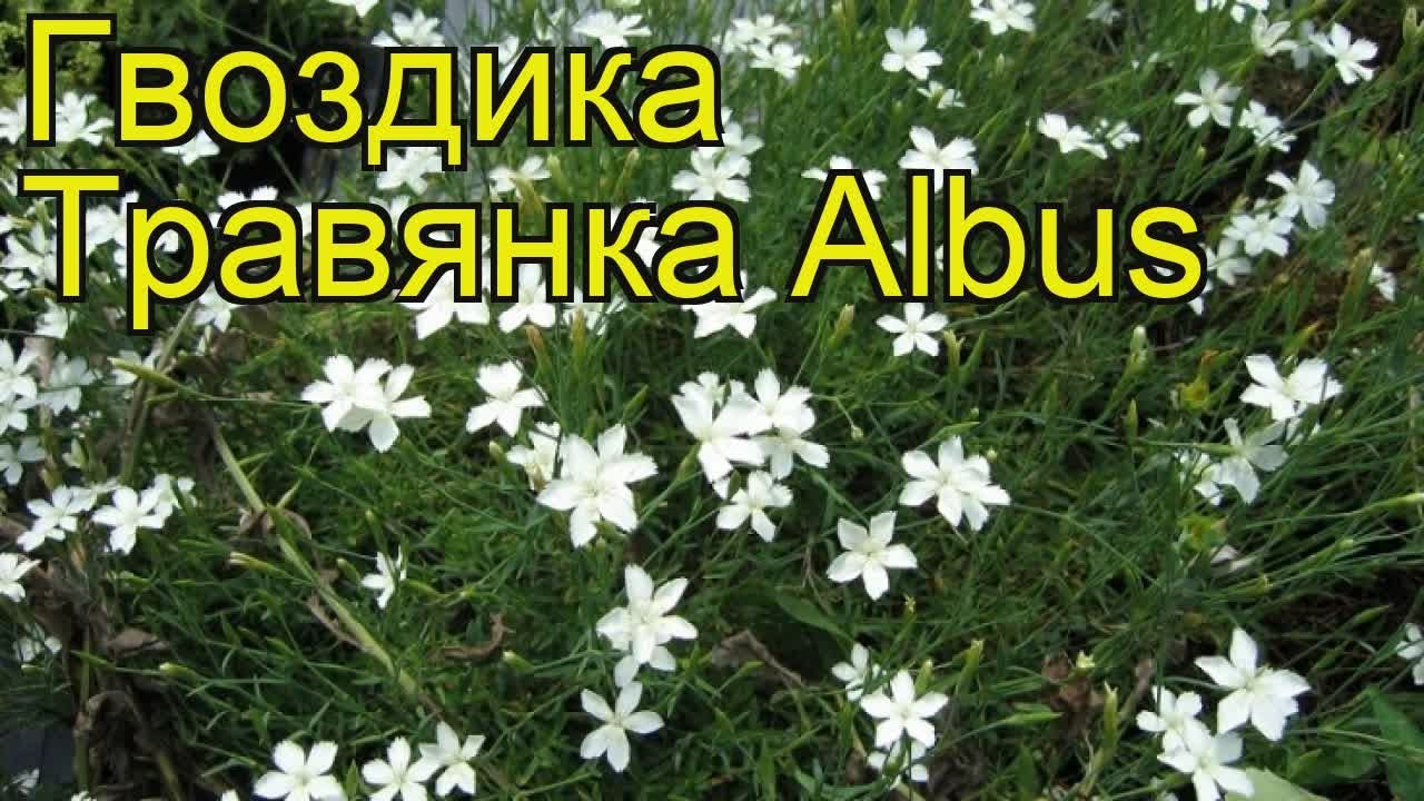 Гвоздичник Гвоздичник