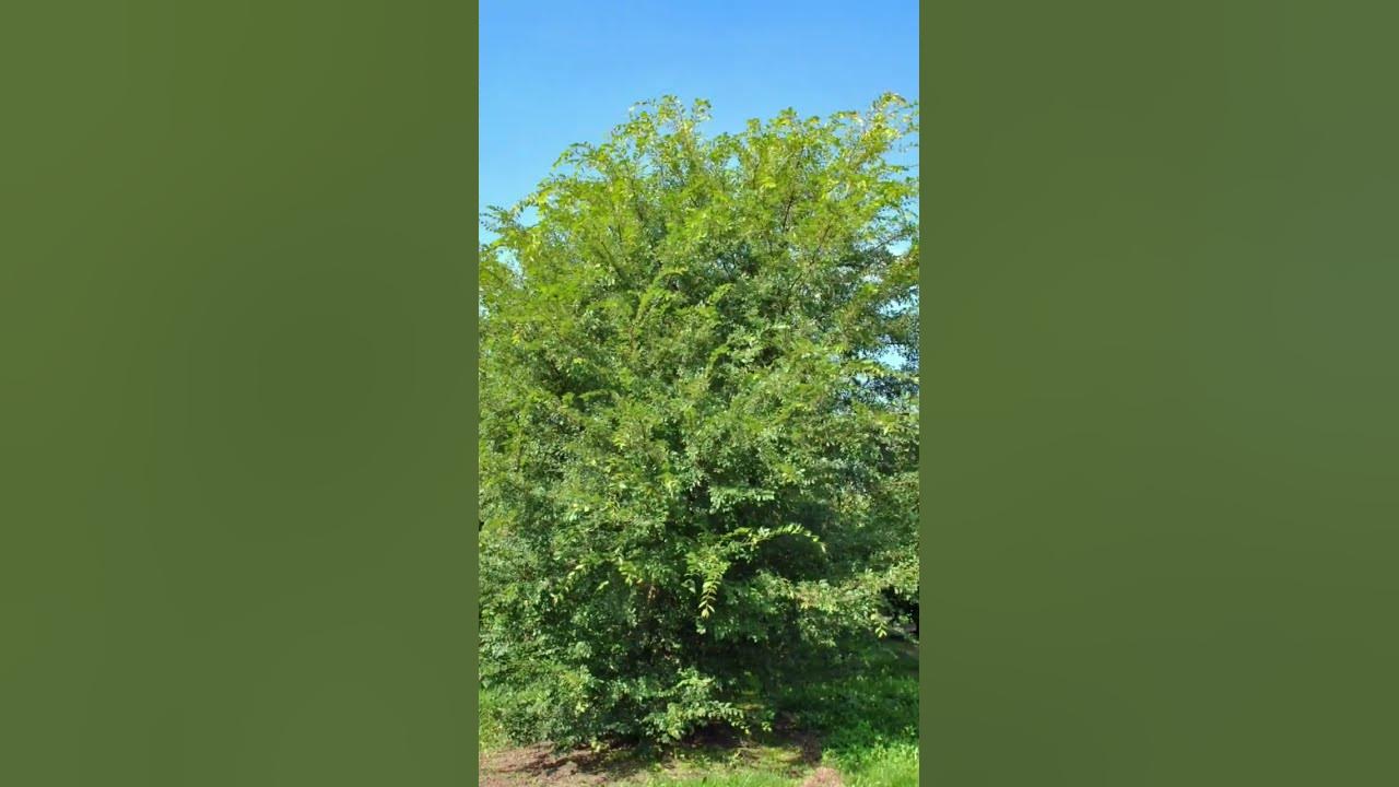 Вяз приземистый