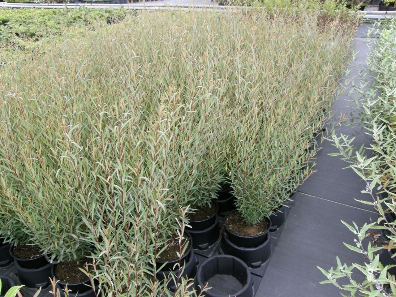 Ива пурпурная Ива пурпурная