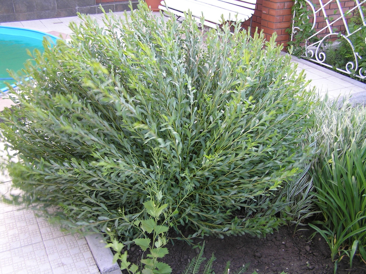 Ива корзиночная Ива корзиночная